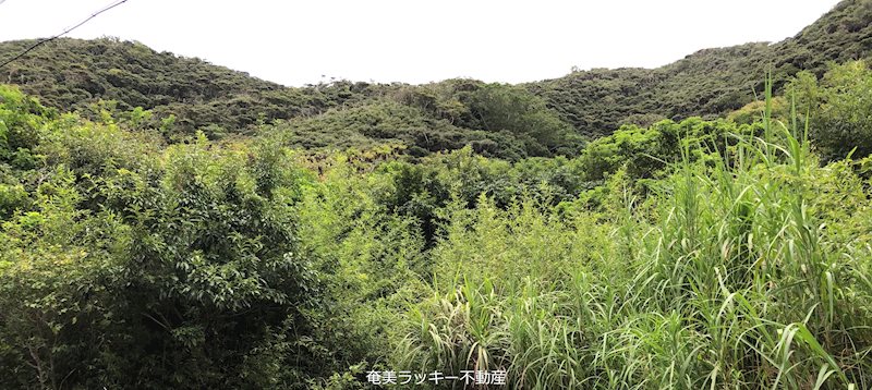 現地写真