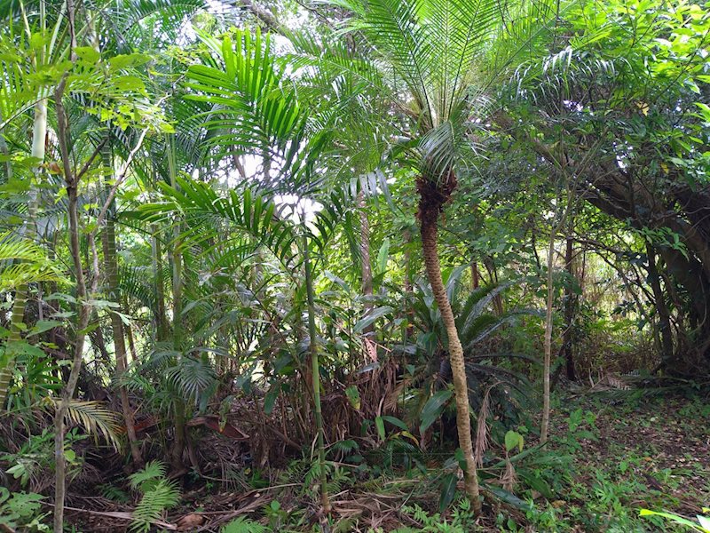 奄美空港近く！　笠利町植物園 現地写真