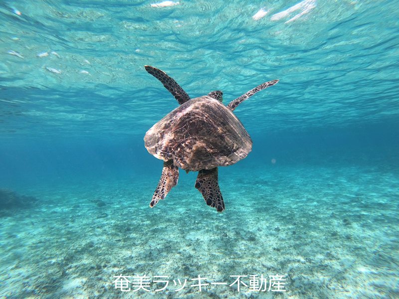 【その他】笠利　リゾート型宿泊施設≪太陽光発電設備付≫ その他